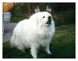 with flags
